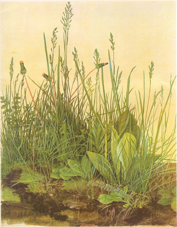 The large turf by Albrecht Durer